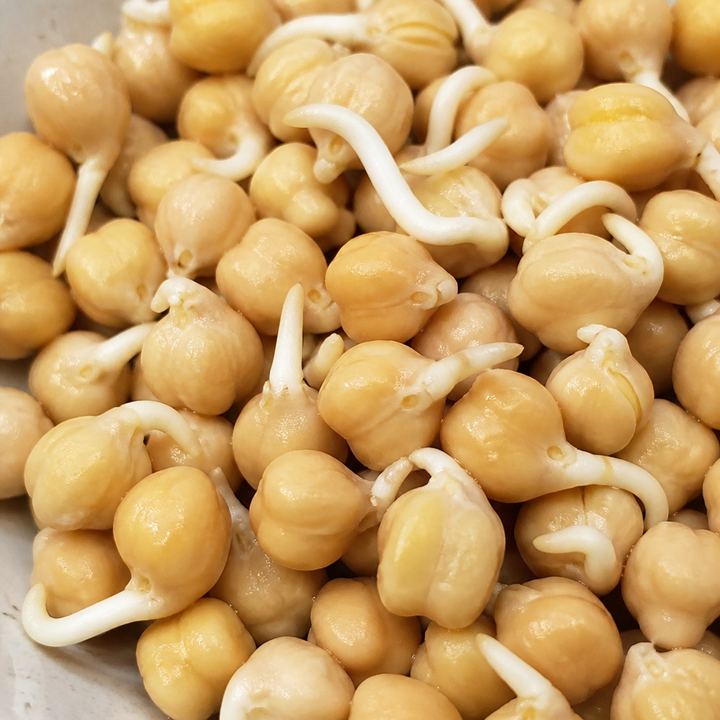 Chickpea